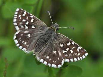 Pyrgus malvae L. adulte - Philippe Mothiron