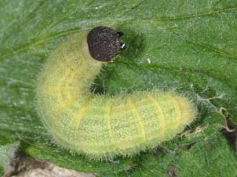  Chenille de Pyrgus malvae L. - Wolfgang Wagner, www.pyrgus.de