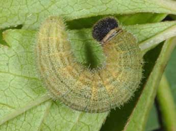  Chenille de Pyrgus malvoides Elw. & Ed. - ©Wolfgang Wagner, www.pyrgus.de