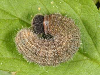  Chenille de Pyrgus malvoides Elw. & Ed. - ©Wolfgang Wagner, www.pyrgus.de