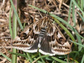 Loxostege manualis Gey. adulte - Heiner Ziegler