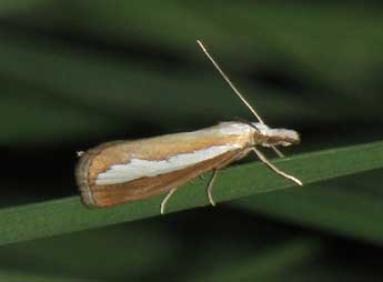 Catoptria margaritella D. & S. adulte - Jean-Pierre Lamoline