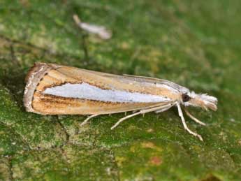 Catoptria margaritella D. & S. adulte - ©Philippe Mothiron