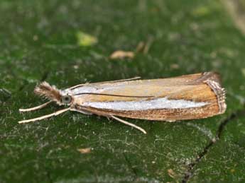 Catoptria margaritella D. & S. adulte - Philippe Mothiron