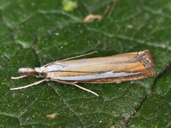 Catoptria margaritella D. & S. adulte - ©Philippe Mothiron