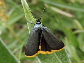 Catastia marginea D. & S. adulte - Jean-Pierre Lamoline