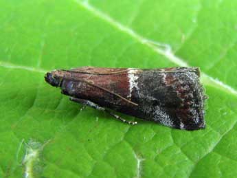 Acrobasis marmorea Hw. adulte - ©Nicole Lepertel