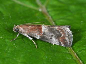 Acrobasis marmorea Hw. adulte - ©Philippe Mothiron