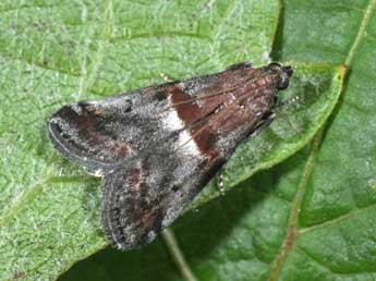 Acrobasis marmorea Hw. adulte - ©Philippe Mothiron