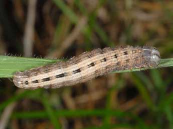  Chenille de Thalpophila matura Hfn. - Wolfgang Wagner, www.pyrgus.de