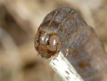  Chenille de Thalpophila matura Hfn. - Wolfgang Wagner, www.pyrgus.de