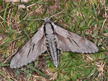 Hyloicus corsica Hax., Malic. & Roug. adulte - ©Philippe Mothiron