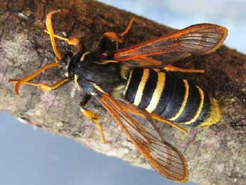 Eusphecia melanocephala Dalm. adulte - ©Ruben Meert