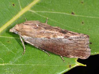 Galleria mellonella L. adulte - Philippe Mothiron