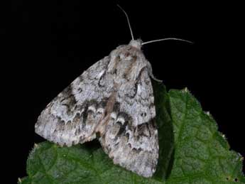 Acronicta menyanthidis Esp. adulte - Alexis Borges