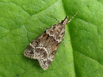 Eudonia mercurella L. adulte - Nicole Lepertel