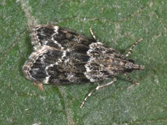 Eudonia mercurella L. adulte - Philippe Mothiron