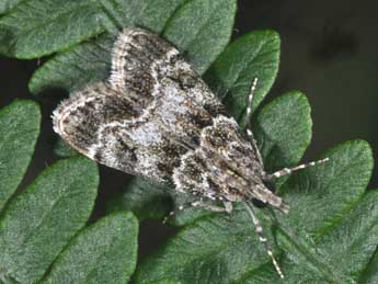 Eudonia mercurella L. adulte - Philippe Mothiron