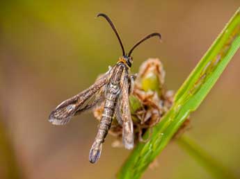 Pyropteron meriaeforme Bsdv. adulte - ©Mikal Letue