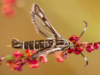 Pyropteron meriaeforme Bsdv. adulte - ©Mikal Letue