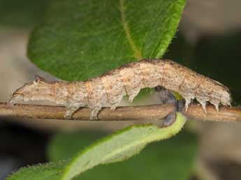  Chenille de Lophoterges millierei Stgr - ©Wolfgang Wagner, www.pyrgus.de