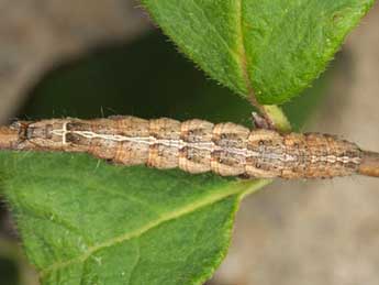  Chenille de Lophoterges millierei Stgr - Wolfgang Wagner, www.pyrgus.de