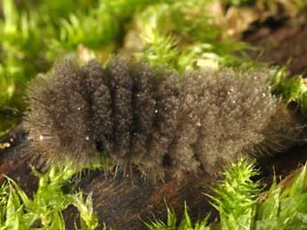  Chenille de Miltochrista miniata Forst. - ©Wolfgang Wagner, www.pyrgus.de