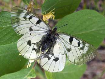 Parnassius turatii Fruh. adulte - Daniel Morel