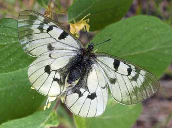 Parnassius mnemosyne L. adulte - Daniel Morel