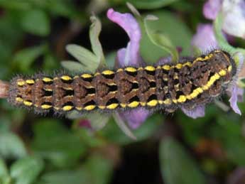  Chenille de Parnassius mnemosyne L. - Wolfgang Wagner, www.pyrgus.de