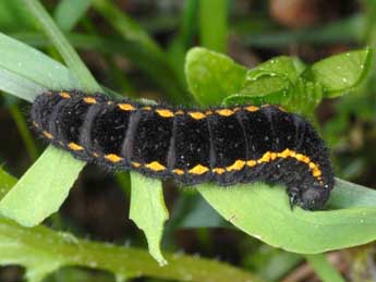  Chenille de Parnassius mnemosyne L. - ©Wolfgang Wagner, www.pyrgus.de