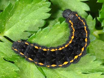  Chenille de Parnassius mnemosyne L. - Wolfgang Wagner, www.pyrgus.de