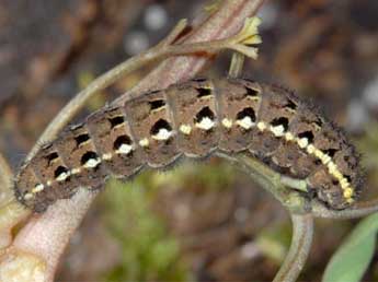  Chenille de Parnassius mnemosyne L. - ©Wolfgang Wagner, www.pyrgus.de