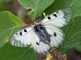 Parnassius mnemosyne L. adulte - Daniel Morel