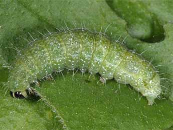  Chenille de Euchalcia modestoides Poole - ©Wolfgang Wagner, www.pyrgus.de