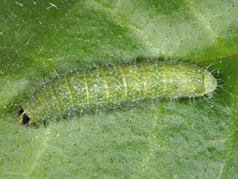  Chenille de Euchalcia modestoides Poole - Wolfgang Wagner, www.pyrgus.de