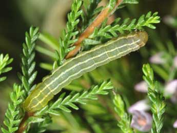  Chenille de Violaphotia molothina Esp. - ©Philippe Mothiron