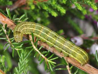  Chenille de Violaphotia molothina Esp. - Philippe Mothiron