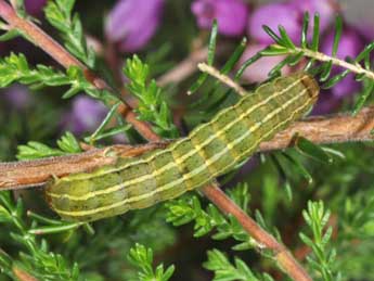  Chenille de Violaphotia molothina Esp. - ©Philippe Mothiron