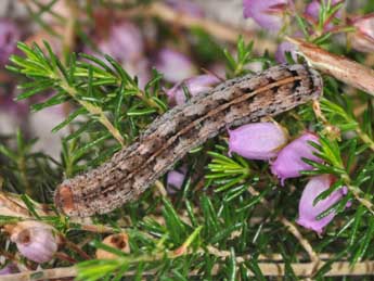  Chenille de Violaphotia molothina Esp. - Philippe Mothiron