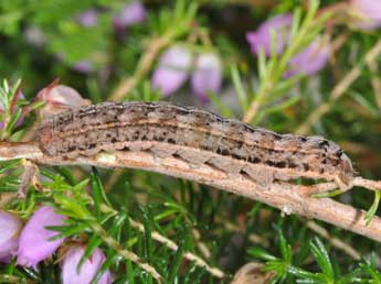  Chenille de Violaphotia molothina Esp. - Philippe Mothiron