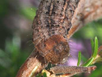  Chenille de Violaphotia molothina Esp. - Philippe Mothiron