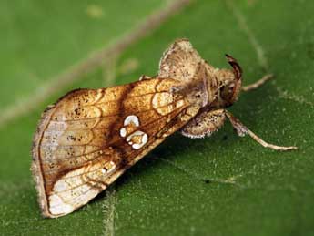 Polychrysia moneta F. adulte - Daniel Morel