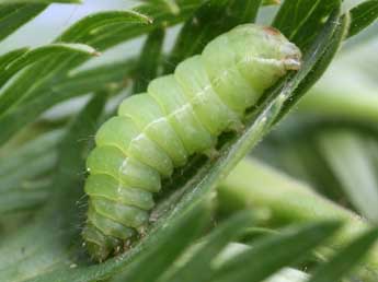  Chenille de Polychrysia moneta F. - ©Emmanuel Ruiz