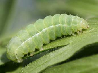  Chenille de Polychrysia moneta F. - ©Emmanuel Ruiz