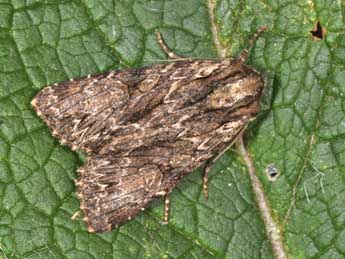 Apamea monoglypha Hfn. adulte - Philippe Mothiron