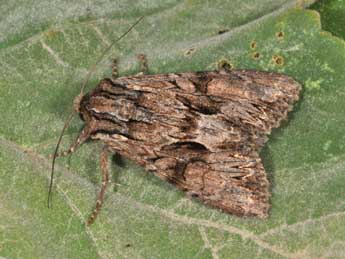 Apamea monoglypha Hfn. adulte - Philippe Mothiron