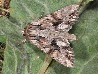 Apamea monoglypha Hfn. adulte - Philippe Mothiron