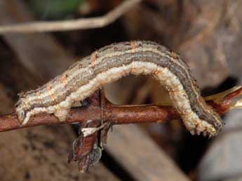  Chenille de Xanthorhoe montanata D. & S. - Wolfgang Wagner, www.pyrgus.de