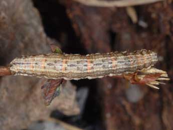  Chenille de Xanthorhoe montanata D. & S. - ©Wolfgang Wagner, www.pyrgus.de